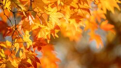 SD Fall Academic Recess (DDS, IDP, & DH)