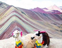 Cover of LLU Dentistry journal, Winter–Spring 2024, featuring two llamas in front of a colorful mountain landscape.